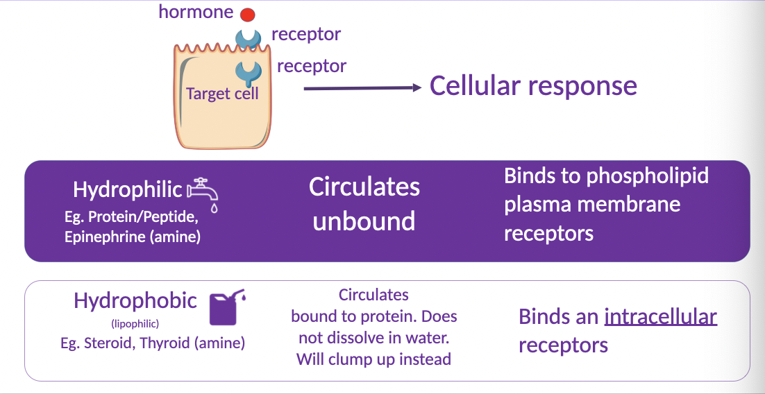 hormone binds to specific receptor, receptor goes to target cell which elicits a cellular response 