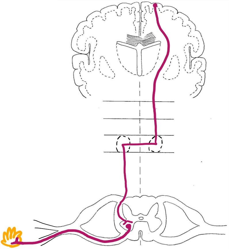 <p>what pathway is this?</p>