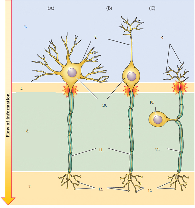 knowt flashcard image