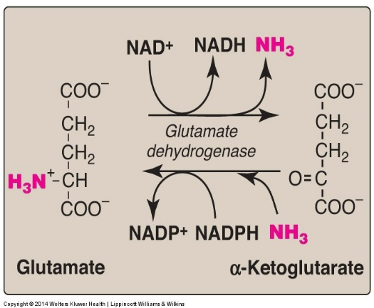 <p><strong>True</strong> - from glutamate to alpha ketoglutarate with high ammonia concentration and the opposite direction with low ammonia concentration</p>