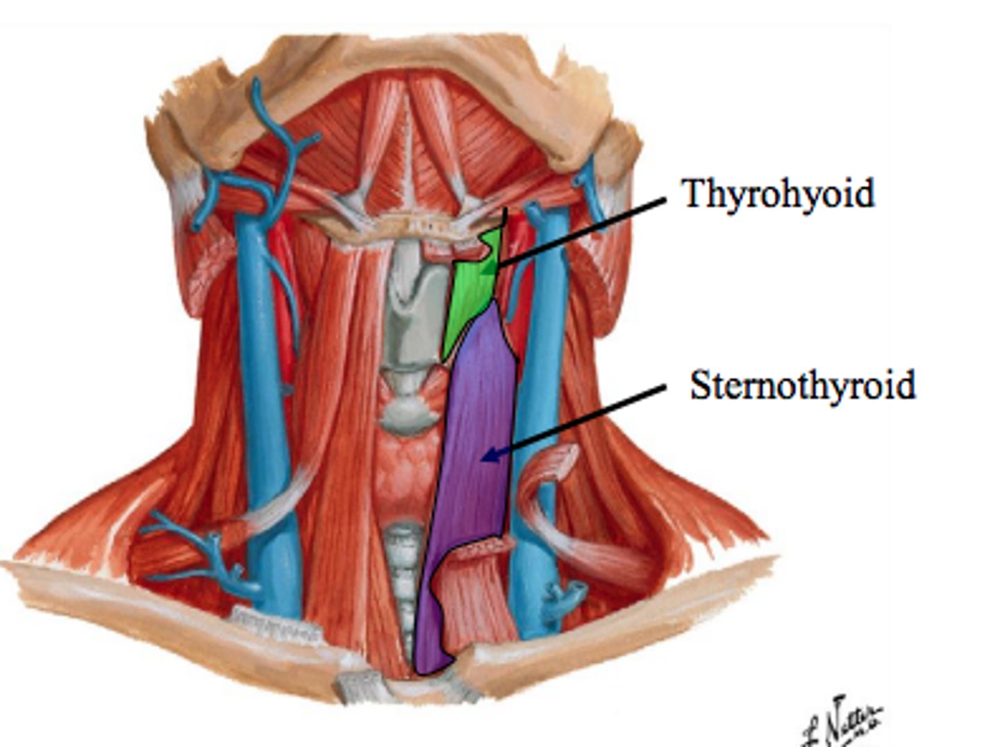 <p>Outer surface of thyroid cartilage</p>