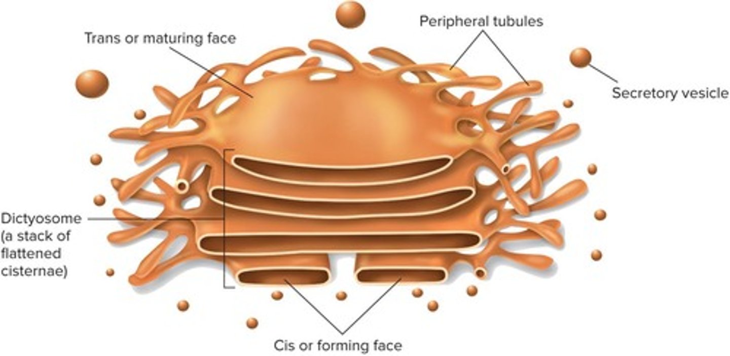 <p>Organelle for modifying and packaging proteins.</p>