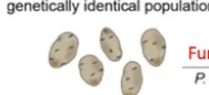 <ol start="2"><li><p>Asexual Reproduction—benefits, downsides, different forms <span data-name="sunflower" data-type="emoji">🌻</span></p></li></ol><ul><li><p>What are <u>downsides</u> of asexual reproduction? <span data-name="potato" data-type="emoji">🥔</span> <span data-name="headstone" data-type="emoji">🪦</span> (2)</p></li><li><p>Example of downsides?</p></li></ul><p></p>