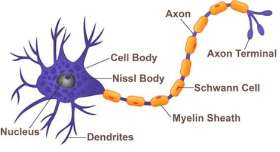 <p>What kind of neuron is pictured?</p>