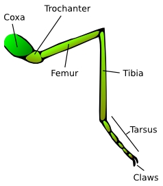 <p>tarsus</p>