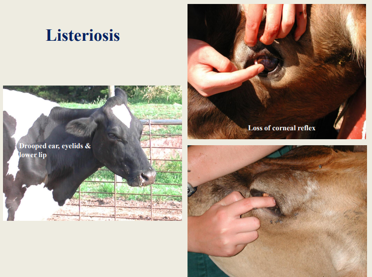 <p>Unilateral facial paralysis, characterised by:</p><p>- drooped ear &amp; eyelids (ptosis)</p><p>- a flaccid lip</p><p></p><p>Can lead to loss of both menace response and palpebral reflex → 2ndary exposure keratitis</p>