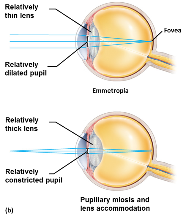 <p>describe light transmission to retina</p>