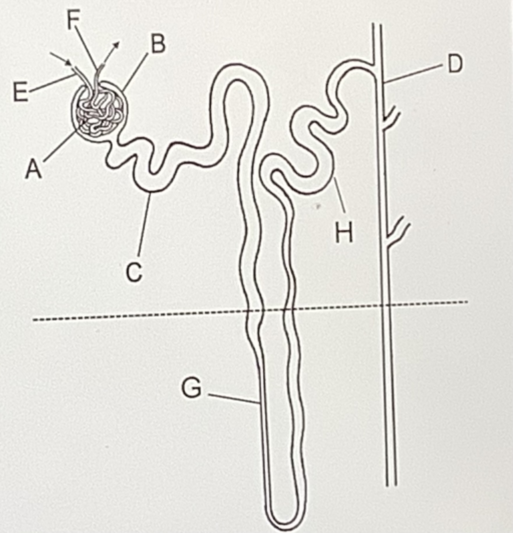 <p>Label this diagram of a nephron </p>