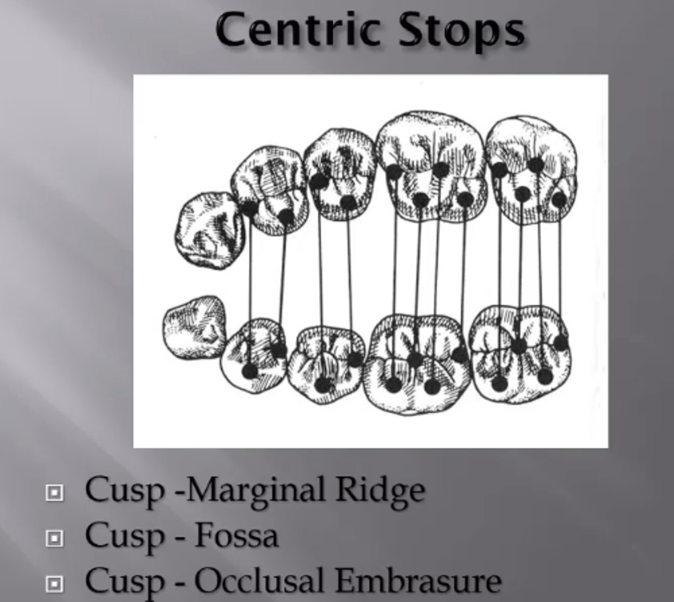<p>central fossa or marginal ridges</p>