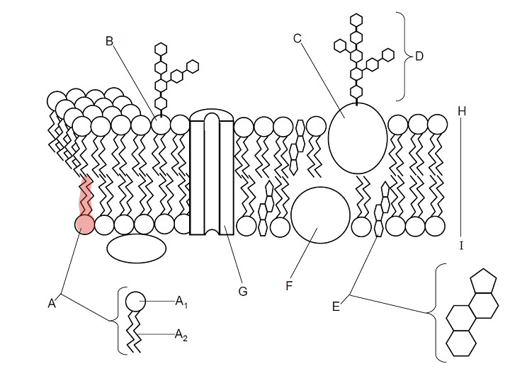 <p>Which part is A? </p>