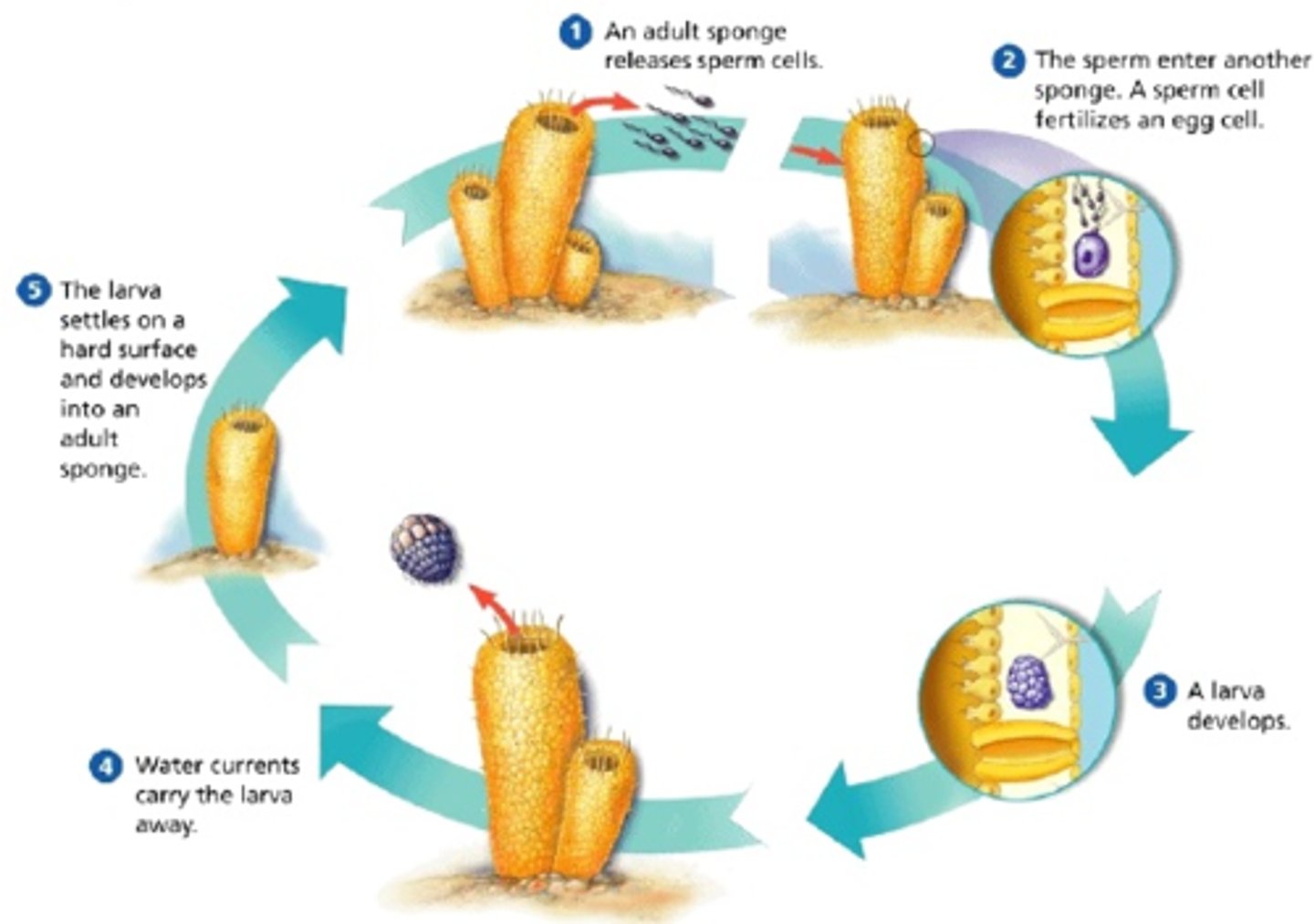 <p>Most are hermaphrodites<br>Eggs develop from archeocytes <br>Sperm develop from modified choanocytes<br>Males broadcast sperm externally <br>Sperm fertilize eggs internally</p>