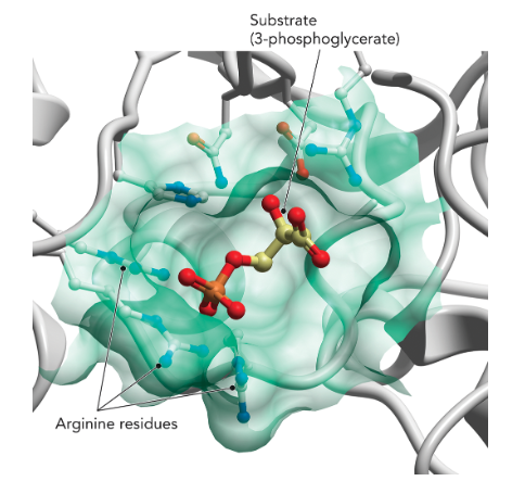 <p><strong>A:</strong> A protective microenvironment away from bulk solvent where catalysis occurs (Figure 7.2).</p>