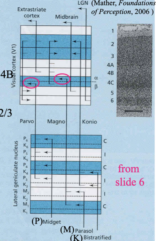 <p>layer 4C in V1</p><ul><li><p>magno LGN projects to V1 layer 4C alpha, further projects to V1 layer 4B and V1 layer 2/3</p></li><li><p>parvo LGN projects to V1 layer 4C beta, further projects to V1 layer 2/3</p></li><li><p>konio LGN projects to V1 layer 2/3 or V1 layer 4A</p></li><li><p>layer 2/3 further projects to layers 5 and 6, or extrastriate cortex</p></li></ul><p></p>