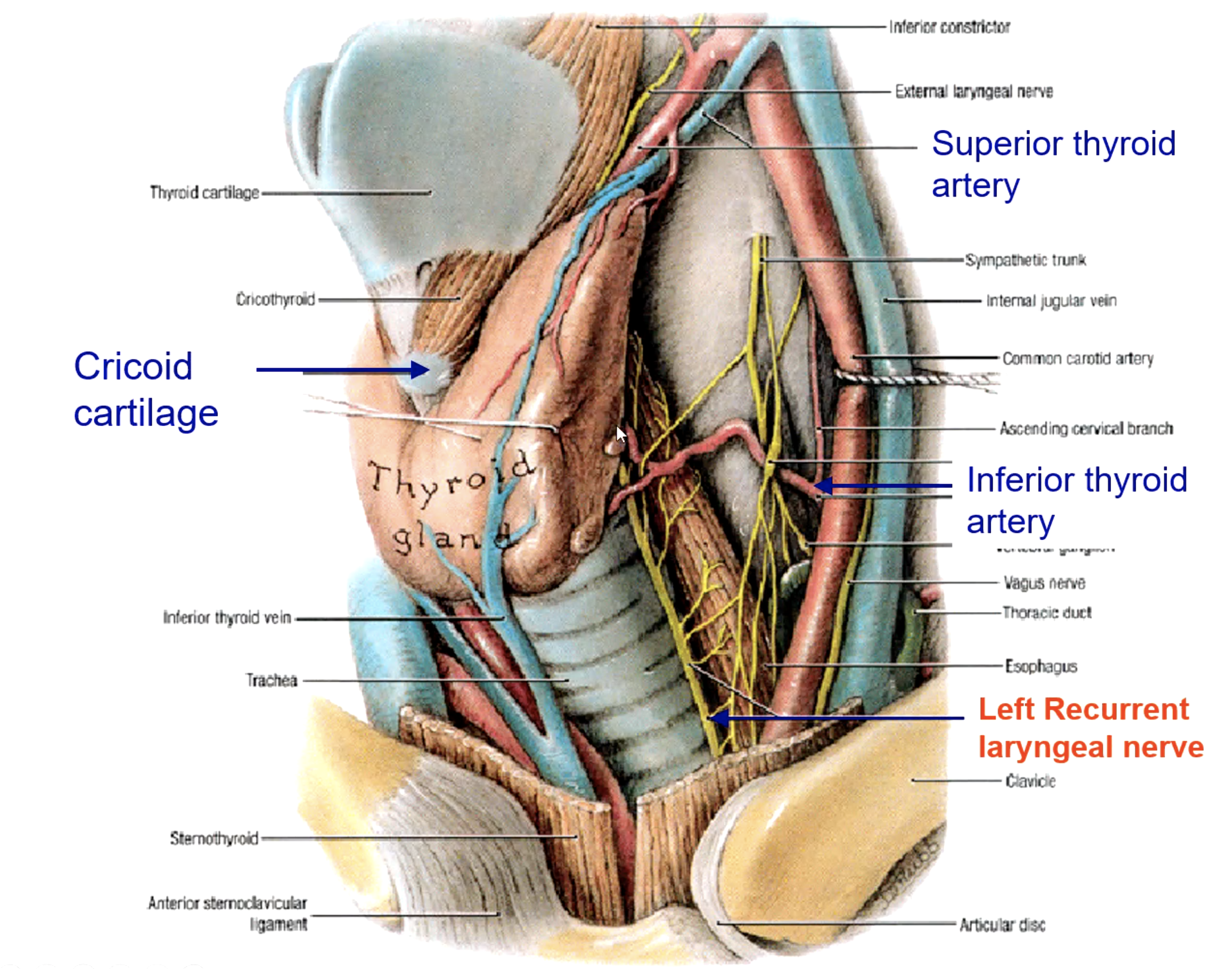 <p>recurrent laryngeal n.</p>