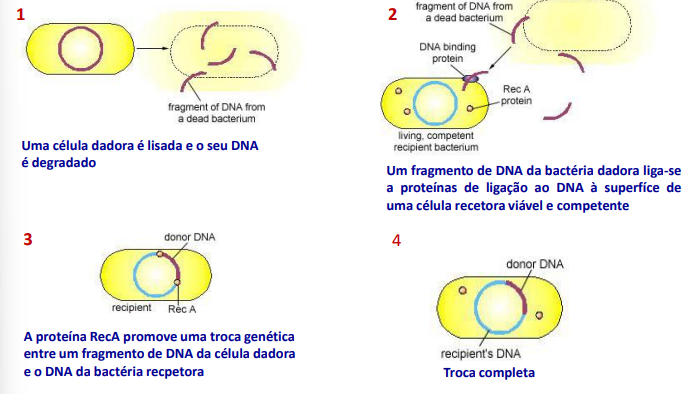<p>Este processo de transformação acontece quando uma bactéria é competente para retirar o DNA do meio e captá-lo e, se houver homologia, entre as suas sequências de DNA há recombinação e transformação da bactéria numa diferente com novas características.</p><p>Posto isto, a bactéria vai sintetizar proteínas como nucleases, helicases e recetores de DNA. </p><p>Os recetores de DNA servem para apanhar o DNA exógeno para a bactéria agora competente. As nucleases clivam o DNA em fragmentos mais pequenos</p><p>As helicases são essenciais para abrir a dupla cadeia de DNA em single-stranded, pois a proteína RecA, que faz a recombinação entre as duas moléculas de DNA, só “trabalha” com cadeias simples. Uma cadeia é hidrolisada e a outra passa pela membrana para dentro da célula. Assim, o DNA exógeno é como que “tratado” para entrar na célula e por fim ser parte integrante do genoma, com o auxílio de proteínas sintetizadas em prol do processo de competência para que haja uma transformação.</p>
