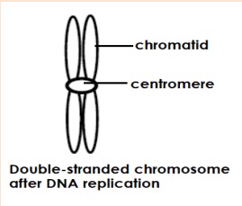 <p>One of the two DNA threads which form part of a replicated chromosome</p>