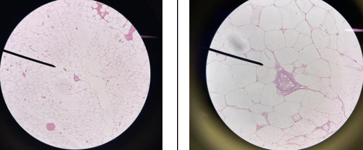 <p>Name this connective tissue type</p>