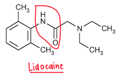 <ul><li><p>Has 2 i’s</p></li></ul><p></p>