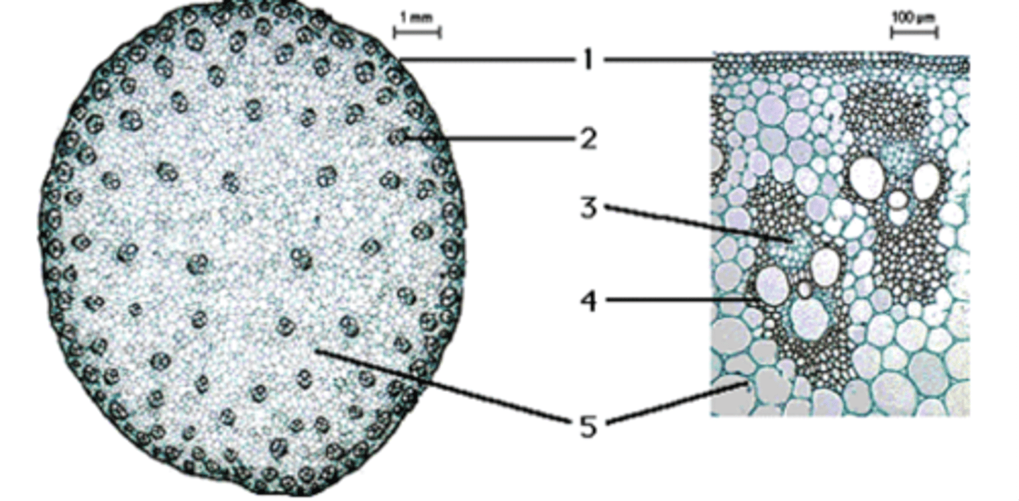 <p>what is this in the monocot cell</p>