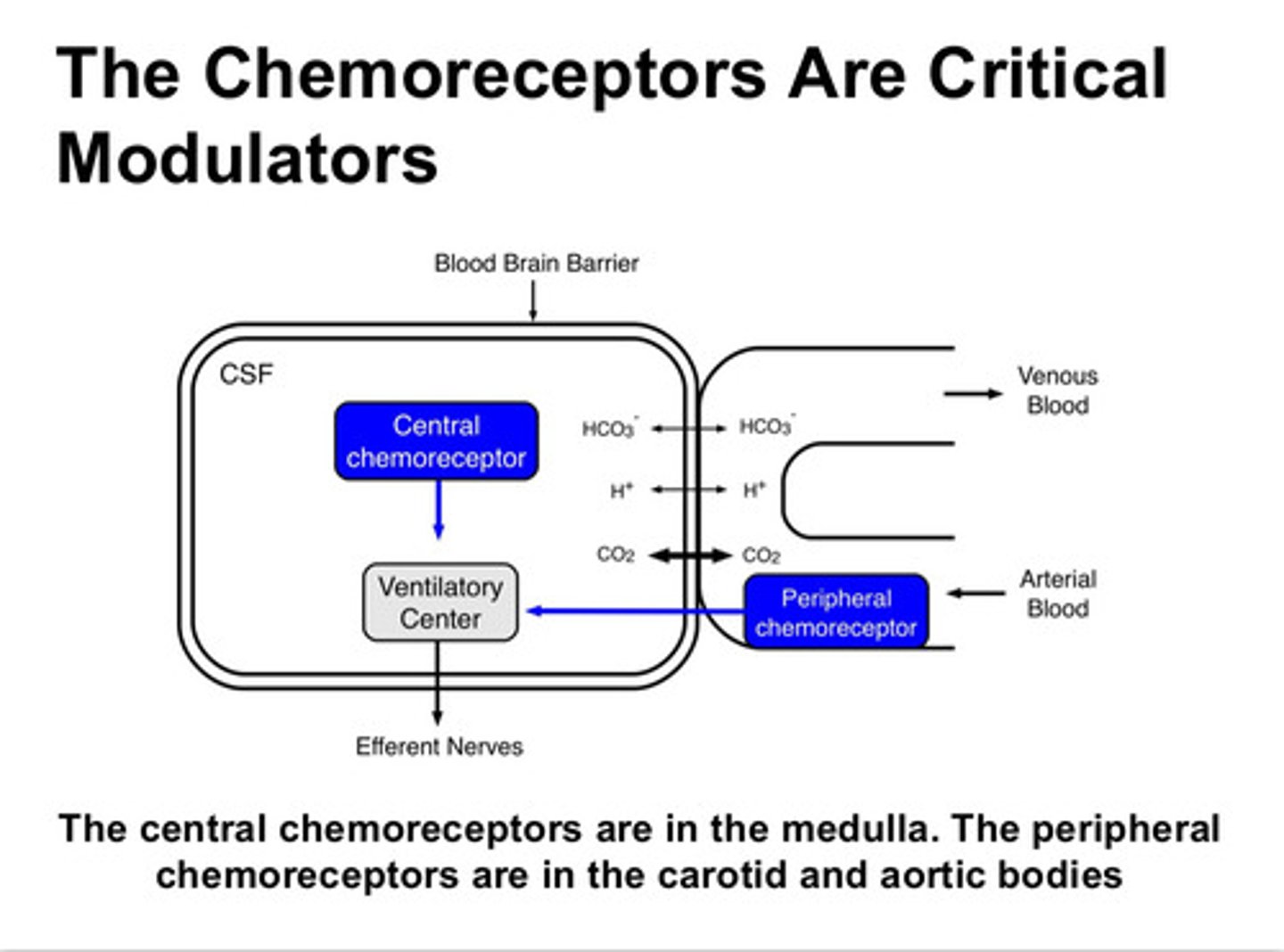 <p>found in the medulla; perceive PaCO2 and pH</p>