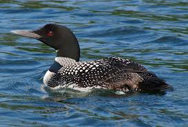 <p>Loons</p>