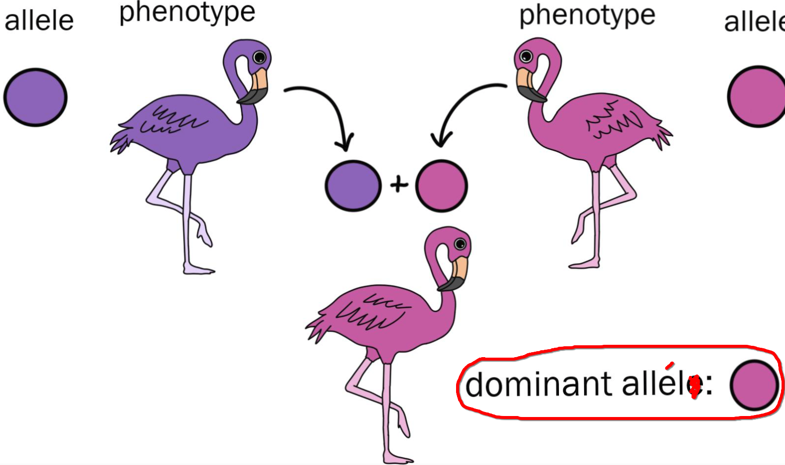 <p><span>heterozigóta formában is kialakítja a rá jellemző fenotípust pl. A</span><br><span style="background-color: rgba(0, 0, 0, 0); line-height: 18.3458px;"><span>A domináns allélt mindig nagy betűvel írjuk</span></span></p>