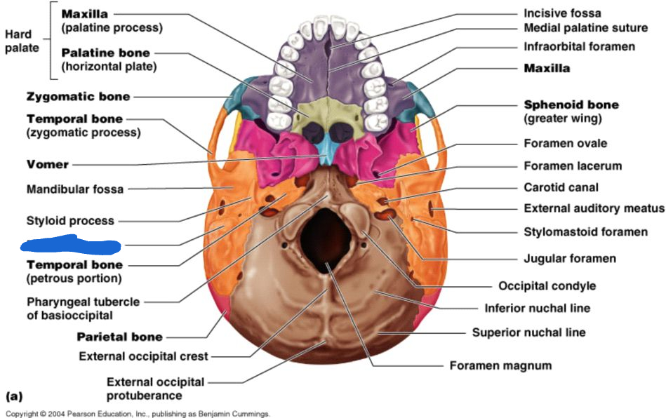 <p>mastoid process (inferior view)</p>