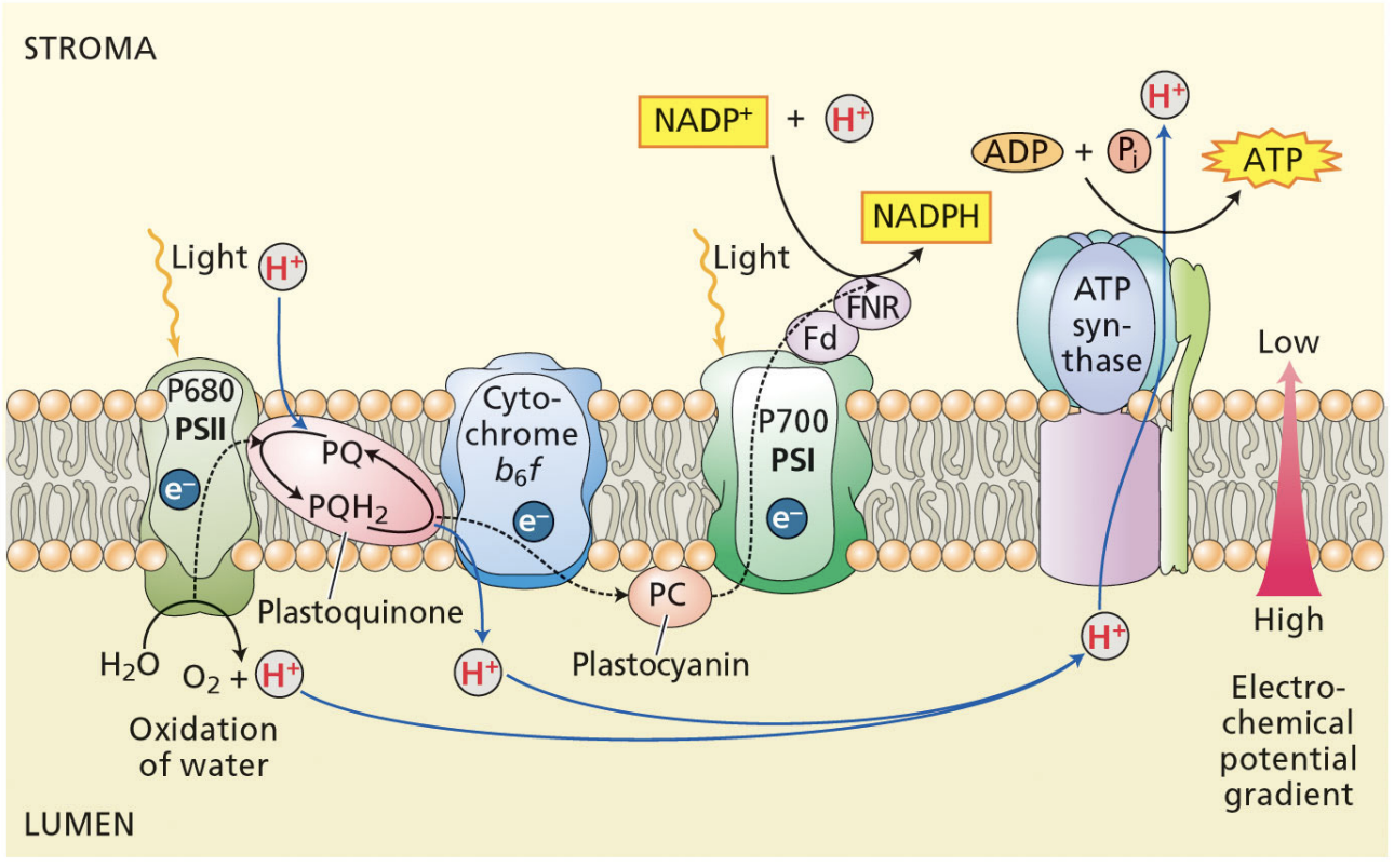 <p>thylakoid lumen</p><p>stroma </p><p>stroma</p>