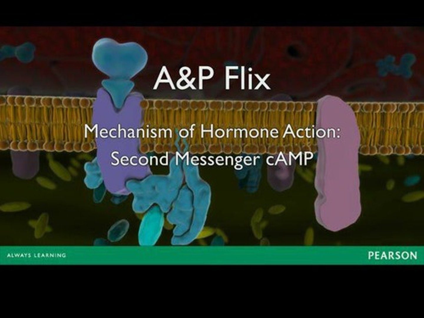 <p>A derivative of ATP that acts as a second messenger in hormone action.</p>