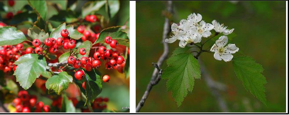 <p>Rosaceae</p><p>Crataegus spp</p>