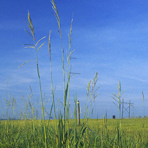 Family: Poaceae

SN: Paspalum urvillei
