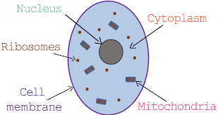 Mitochondria, ribosomes, endoplasmic reticulum (ER), golgi, lysosomes, nucleus
