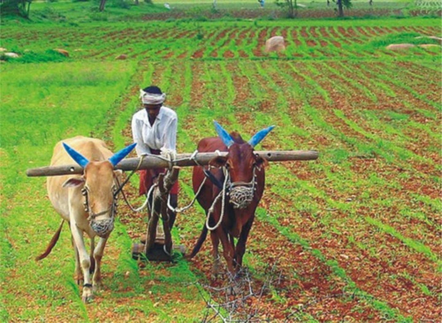 <p>= agricultural production without the use of synthetic chemicals or genetically modified organisms, growth regulators and livestock feed additives. <br><br>...Emphasises holistic management approach where rotations and animals play integral roles in the system, concerned with soil fertility</p>