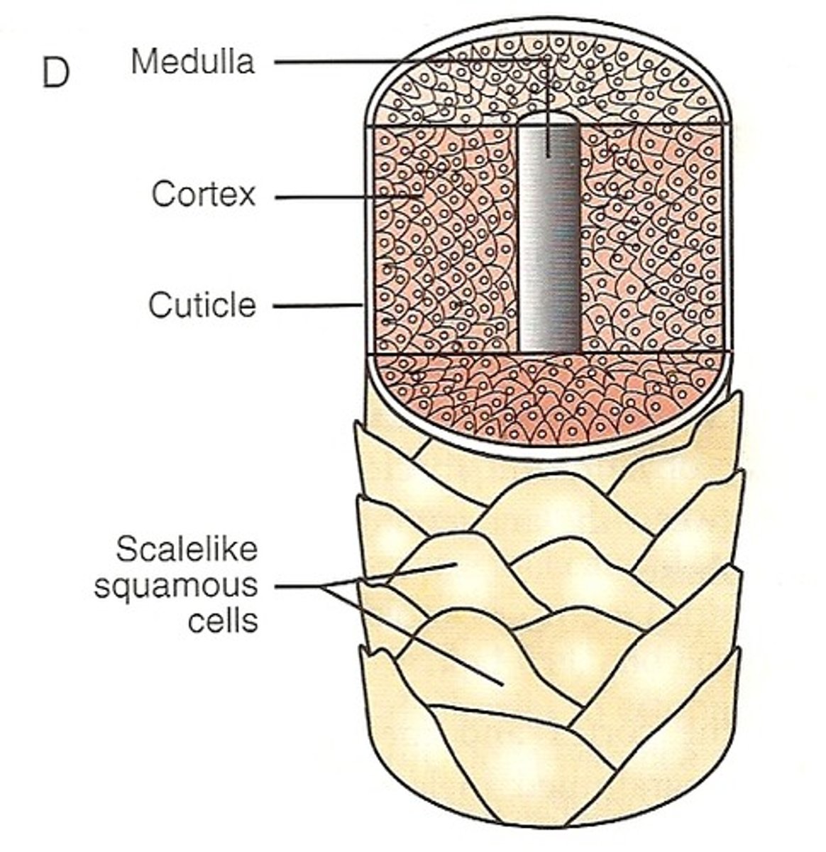 <p>Outermost layer of hair; consisting of a single, overlapping layer of transparent, scale-like cells that look like shingles on a roof.</p>