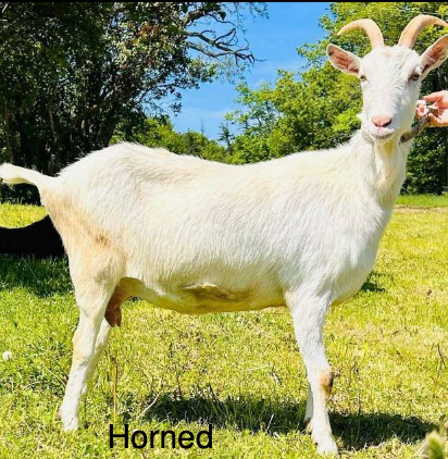 <p>Saanen</p><p></p><p><strong>Origin</strong>: Switzerland</p><p><strong>Color</strong>: White</p><p><strong>Ears</strong>: Upright ears</p><p><strong>Horns</strong>: Horned</p><p><strong>Traits</strong>: Dairy</p>