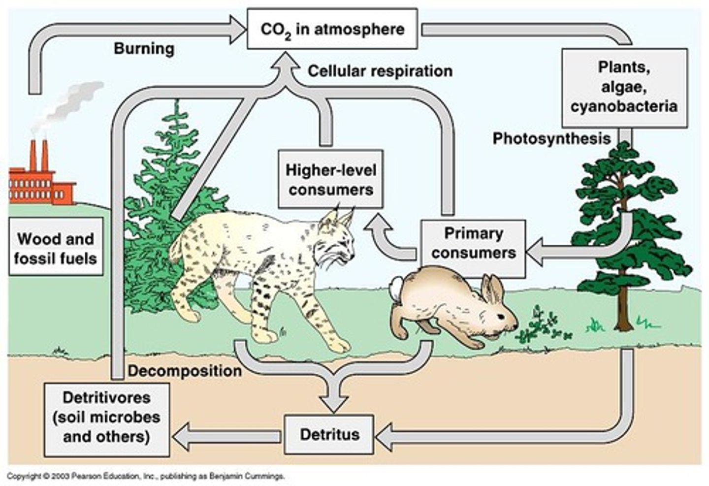 <p>A process when living organisms (plants &amp; animals) break down sugars (glucose) and oxygen and change them into ATP energy, carbon dioxide CO2, and Water. Carbon is released into the amosphere</p>