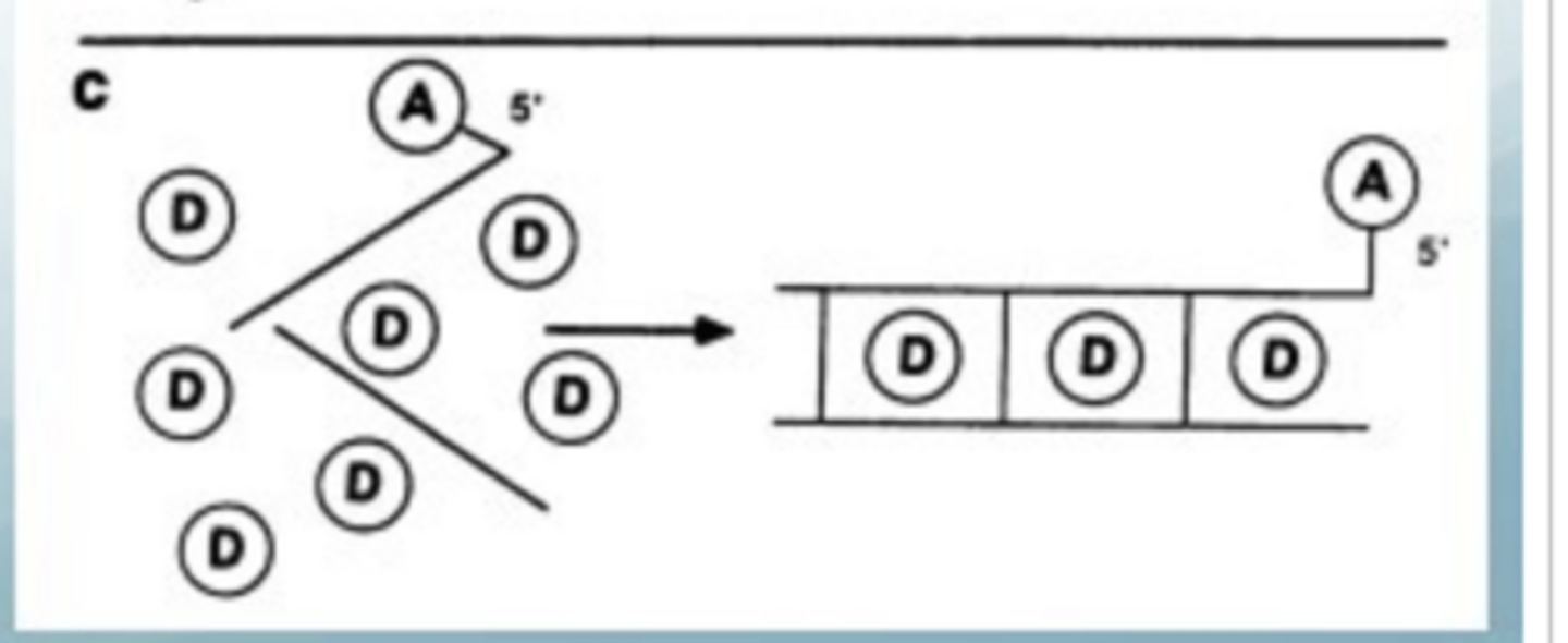 <p>Excess of donor so can slide in between DNA bases when the DNA strand is tagged with the acceptor</p><ul><li><p>used to look at mutations</p></li><li><p>only 1 strand needs to be tagged</p></li></ul><p><span>Donor = intercalating dye (flat aromatic, inserts between base pairs of dsDNA; cationic → interacts with phosphates)</span></p><p><span>Acceptor = fluorophore on 3' end of probe strand</span></p><p class="MsoListParagraph"><span>•</span><span style="font-family: "Times New Roman"; line-height: normal; font-size: 7pt;">&nbsp;&nbsp;&nbsp;&nbsp;&nbsp;&nbsp; </span><span>Donor can only intercalate when dsDNA is present → FRET only occurs when probe has hybridised to its target</span></p><p class="MsoListParagraph"><span>•</span><span style="font-family: "Times New Roman"; line-height: normal; font-size: 7pt;">&nbsp;&nbsp;&nbsp;&nbsp;&nbsp;&nbsp; </span><span>Only the probe needs to be labelled — target genomic DNA can be unmodified</span></p><p class="MsoListParagraph"></p><p class="MsoListParagraph"><span style="font-family: "Times New Roman"; line-height: normal; font-size: 7pt;"> </span><span>Application: screening genomic DNA populations for specific sequences or SNPs</span></p><ul><li><p class="MsoListParagraph"><span>If target contains mismatch: lower Tm (weaker hybridisation) → separate sigmoidal curve at lower temperature in first-derivative plot</span></p></li></ul><p></p>