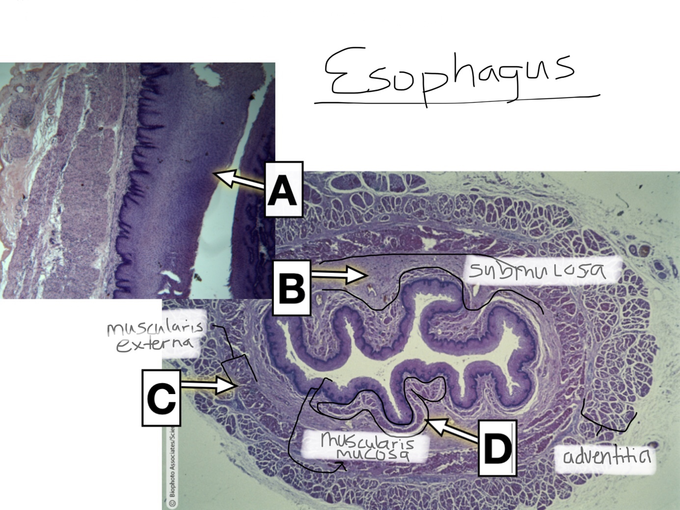 knowt flashcard image