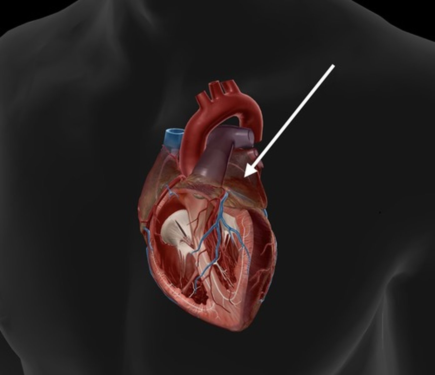 <p>receives oxygenated blood from the lungs</p>