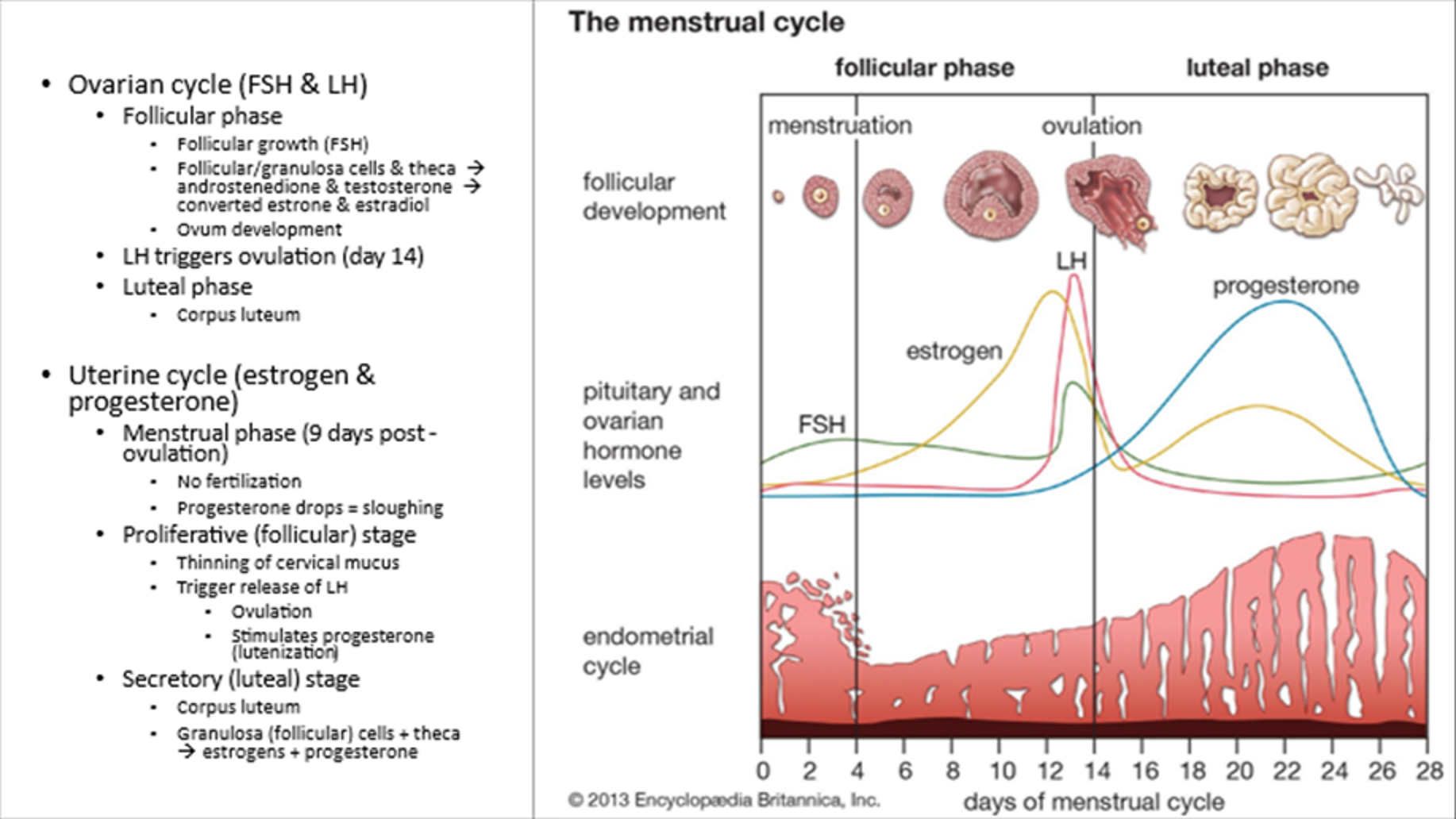 <p>Phases: </p><ul><li><p>Menstrual Phase (sloughing off)</p></li><li><p>Proliferative Phase (follicular, thinning of cervical mucosa)</p><ul><li><p>LH triggers ovulation and progesterone (luteinization)</p></li></ul></li><li><p>Secretory Phase (luteal)</p><ul><li><p>Corpus Luteum</p></li></ul></li></ul><p></p>
