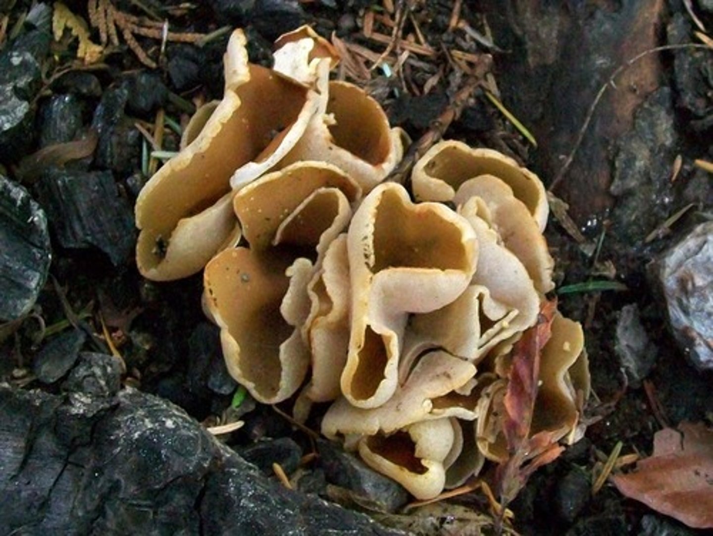 <p>-make asci that make sexual ascospores</p><p>-asexual and sexual reproduction</p><p>-Peziza sp.</p><p>-Sordaria fimicola</p><p>-commonly called "sac fungi"</p><p>-reproduce asexually with spore formation, and sexually through ascospore formation.</p><p>-8 ascospores formed w/in ascus and many ---asci made in fruiting structure called ascocarp.</p><p>-includes deuteromycota- asexual</p>