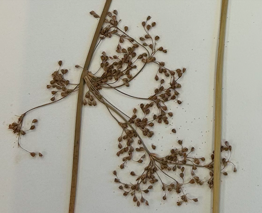 <p>Poales</p><p>Juncaceae</p><p><span style="background-color: transparent;"><em><span>J. effusus</span></em></span></p>