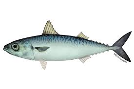<p>Family Scombridae</p>