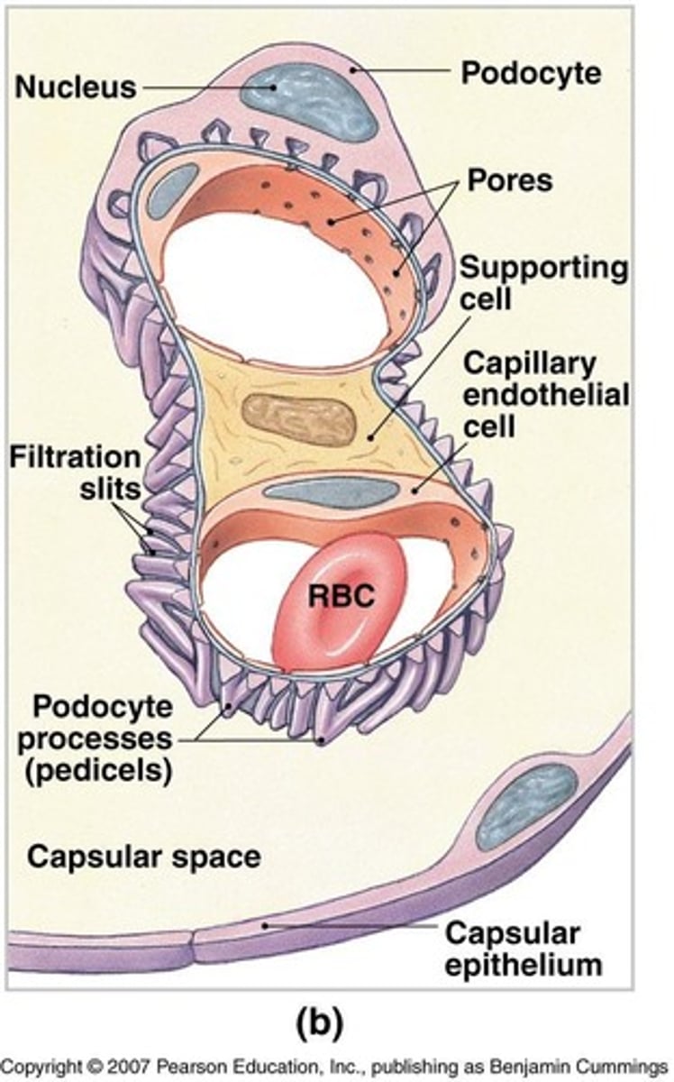 <p>A knot of interconnected capillaries within the renal corpuscle.</p>