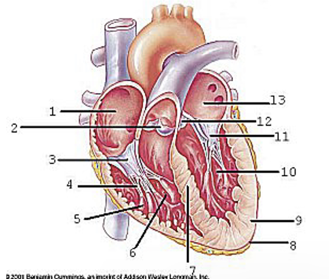 <p>Locate the major anatomical areas and structures of the interior view of the heart </p>