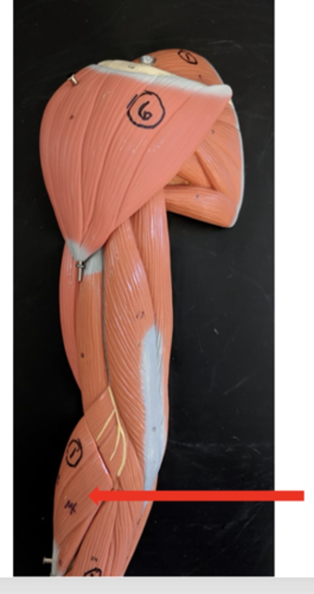 <p>what is this?</p>