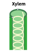 <p>Dead cells form long, hollow tubes up which water can travel with little resistance</p>