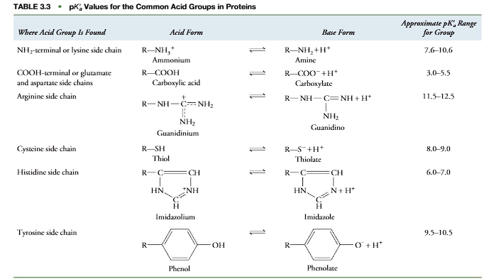 <p>Ionizable groups common to proteins and amino acids are shown in Table 3.3. The acid forms are on the left of the equilibrium sign and the base forms on the right. In forming its conjugate base, the acid form releases a proton. In reverse, the base form associates with a proton to form the respective acid. The dissociation of an acid is characterized by an acid dissociation constant (Ka) and its pKavalue: pKalog(1/Ka). Table 3.3 shows a range of  pKavalues for each acid group, as the actual pKadepends on the environment in which an  acid group is placed. For example, when a positively charged ammonium group (!NH3) is placed near a negatively charged group in a protein, the negative charge stabilizes the positively charged acid form, making it more difficult to dissociate its proton. The pKaof  the!NH3will have a higher value than normal for an ammonium group in the absence  of a nearby negative-charge stabilization. Other factors that affect the pKainclude polarity  of the environment, absence or presence of water, and the potential for hydrogen bond formation. In addition, acid groups (-COOH or -NH3) at the ends of polypeptides. typically have a lower pKavalue than the same types of acid groups in the side chains  (Table 3.4). The amino acids whose R groups contain nitrogen atoms (Lys and Arg) are thebasic amino acids, since their side chains have relatively high pKavalues and function  as bases at physiological pH. They are usually in their acid form and are positively charged at physiological pH. Amino acids whose side chains contain a carboxylic acid group have relatively low pKavalues that easily lose their protons and are acidic amino acids. They are predominantly in their unprotonated forms and negatively charged at physiological pH. Proteins in which the ratio (ΣLysArg)/(GluAsp) is greater than 1 are basic proteins. Proteins in which the ratio is less than 1 are acidic proteins</p><p></p>