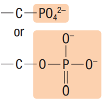 <p>Composed of a phosphorus atom bonded to 4 oxygen atoms, one of them being double-bonded. Often known as PO4.</p>