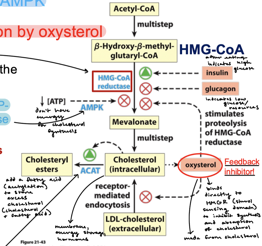 <p>Glucagon promotes HMGR phosphorylation by AMPK, while insulin promotes dephosphorylation. Glucagon indicates low glucose/energy/resources, while insulin (like after eating) indicates high glucose/energy/resources.</p>